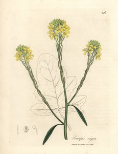 Mostarda preta florida amarela, Sinapis nigra de James Sowerby