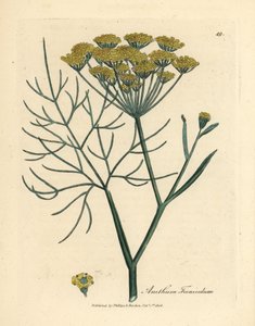 Funcho com flor amarela, Anethum foeniculum de James Sowerby