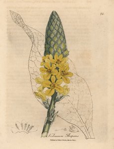 Mullein de folhas largas de floração amarela, tapsus de Verbascum de James Sowerby