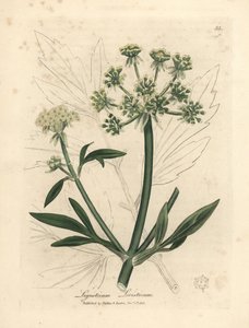 Amarelo florido, Ligusticum levisticum de James Sowerby