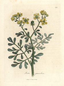 Arruda florida amarela, Ruta graveolens de James Sowerby