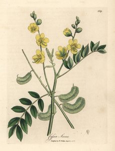 Cassia senna amarela florida ou cássia egípcia com vagens de sementes, Cassia senna