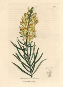 Snapdragon amarelo florido, Antirrhinum linaria