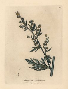 Absinto amarelo florido, Artemisia absinthium