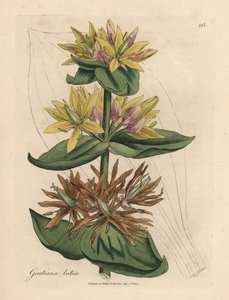 Gentiana lutea amarela, Gentiana lutea de James Sowerby