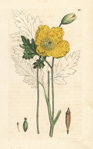 Papoila amarela ou galesa, Papaver cambricum (papoila amarela). Gravura em chapa de cobre colorida à mão depois de uma ilustração de James Sowerby, de James Smith
