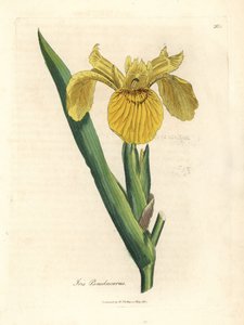 Bandeira de água amarela, Iris pseudocorus de James Sowerby