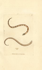 Cobra jovem lisa, Coronella austriaca (Cobra Dumfriesshire, Coluber dumfrisiensis). Gravura em chapa de cobre colorida à mão por James Sowerby de The British Miscellany, ou figuras coloridas de novos, raros, ou pouco conhecidos exemplares de animais. de James Sowerby