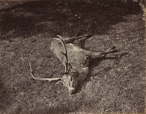 O Royal Stag, c. 1870