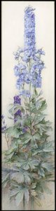 Delphiniums, c.1920