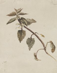 Um Ramo Foliated de James Ward