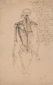 Desenho do esqueleto de um homem de James Ward