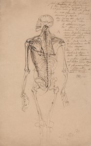 Desenho do esqueleto de um homem de James Ward