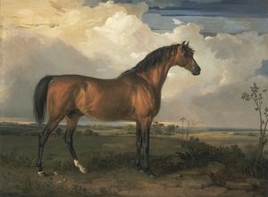 Águia, um Garanhão Celebrado de James Ward