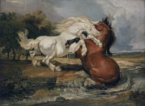 Cavalos de combate