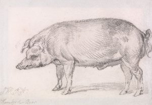 Javali de Hereford de James Ward
