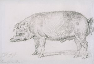 Hereford Boar, c.1803-04 (lápis sobre papel) de James Ward