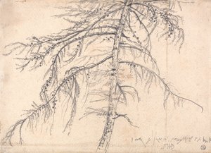 Lariço de James Ward