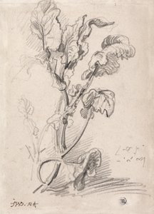 Estudo de plantas de James Ward