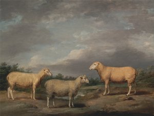 Ovelhas de Ryelands, o carneiro do rei, a ovelha do rei e o borrego de Lord Somerville de James Ward