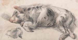 Porco Dorminhoco de James Ward