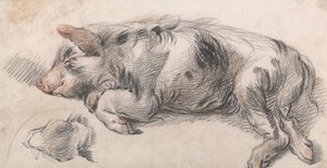 Porco adormecido de James Ward