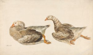 Estudos de Gansos de James Ward