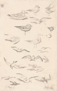 Estudos de Gaivotas de James Ward