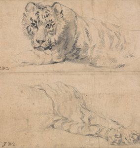 Estudos de um tigre; em cima, cabeça e ombros; em baixo, quartos traseiros de James Ward