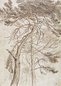 Estudo das Árvores (caneta e tinta e lápis no papel) de James Ward