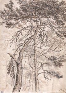 Estudo das Árvores de James Ward