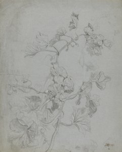 Estudo de uma planta de escalada (família de abóbora) (lápis elevado com branco sobre papel azul) de James Ward