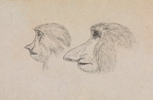 Cabeças de Dois Macacos Proboscis