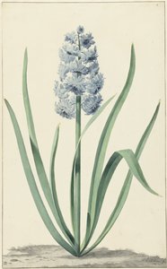 O jacinto azul Franciscus Primus de Jan Augustini
