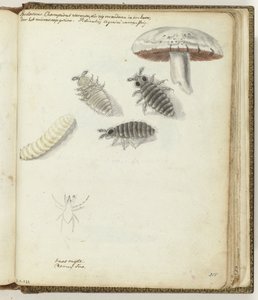 Verme-de-champignon de Jan Brandes