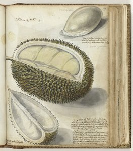 Durian de Jan Brandes