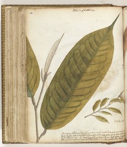 Durianblad de Jan Brandes