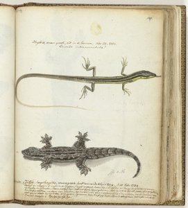 Lagarto e tjitjak de Jan Brandes