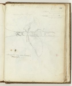 Horzel de Jan Brandes