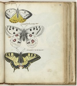 Borboleta indiana e borboleta sueca de Jan Brandes