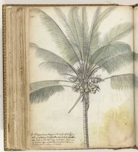 Árvore de tampo de Jan Brandes