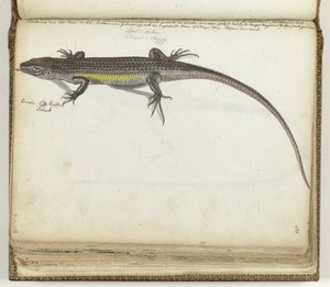 Lagarto terrestre e aquático