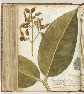 Manggistan de Jan Brandes