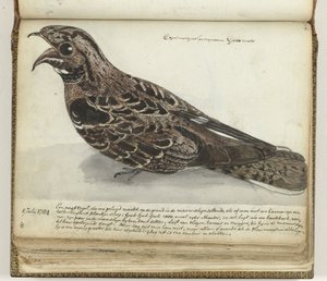 Noitibó de Jan Brandes