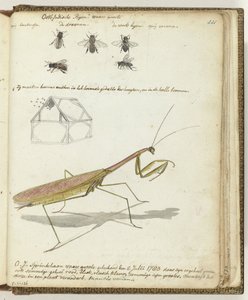 Abelhas e gafanhotos da Índia Oriental de Jan Brandes