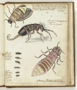 pirilampos das Índias Orientais e Gelderland de Jan Brandes
