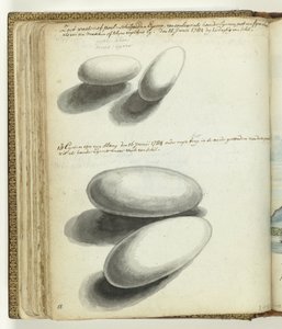 Ovos de tartaruga e cobra de Jan Brandes