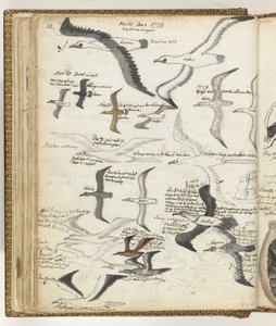 Aves marinhas de Jan Brandes