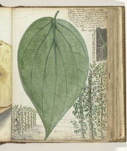 cultura Sirih de Jan Brandes