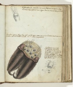 cabeças de aranha de Jan Brandes